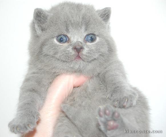 Chatons British Shorthair et Longhair a donner 