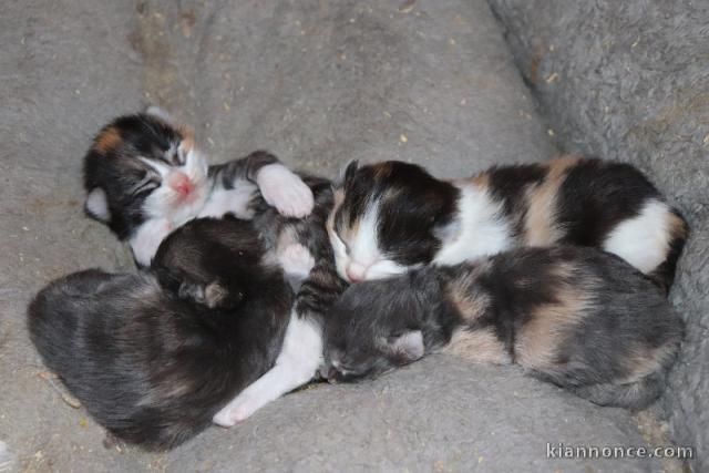 Chatons Norvégien a donner 