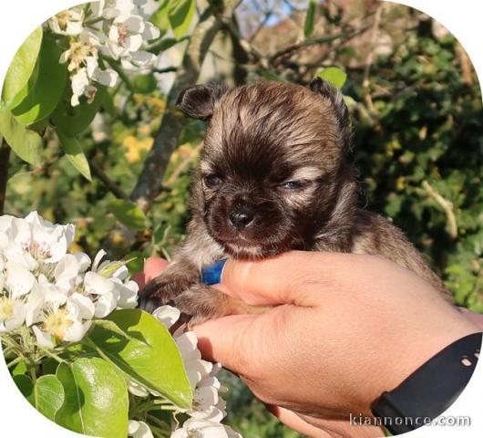 chiot chihuahua femelle a donner 