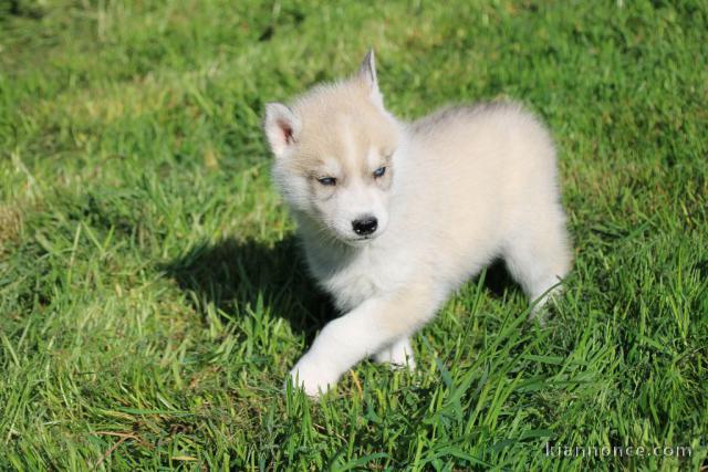 je donne chiot sibérien husky femelle 