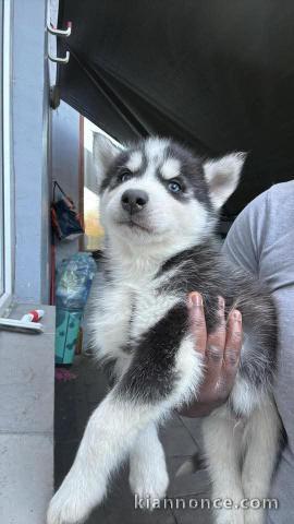 chiot sibérien husky a donner 