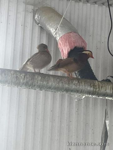 couple cygne coscoroba déjà prêt 
