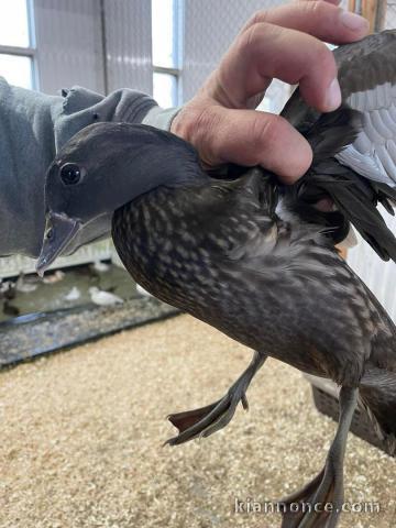 à adopter cygne coscoroba