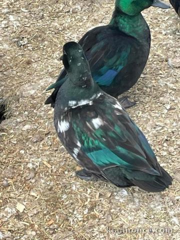 je donne cygne coscoroba