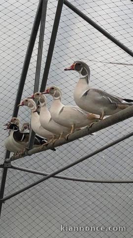 cygne coscoroba disponible pour adoption 