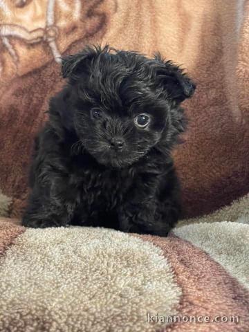 chiot cockapoo mâle a donner 