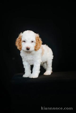 bébé chiot cockapoo mâle a donner 