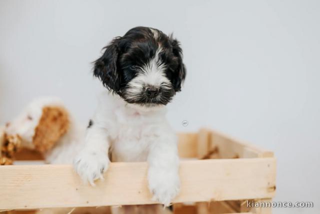 adorable chiot cockapoo pour adoption 