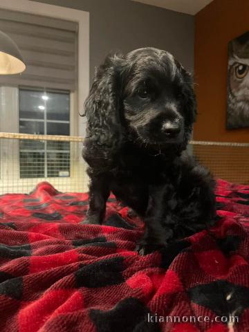chiot Cockapoo a donner 