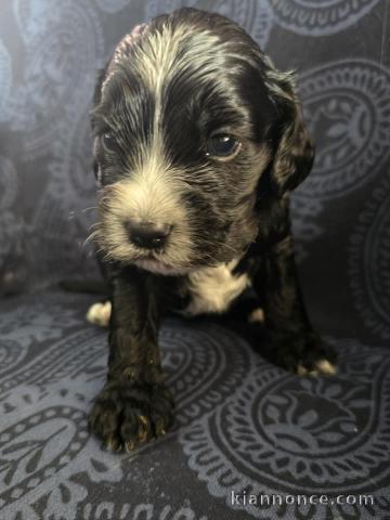 adoption chiot cockapoo pour adoption 