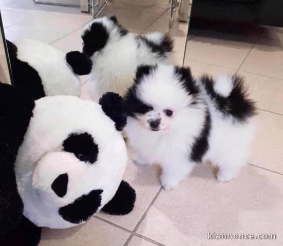 chiot spitz nain Poméranie noir blanc magnifique 