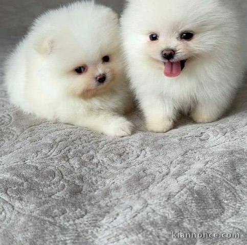 chiot spitz nain à adopter 