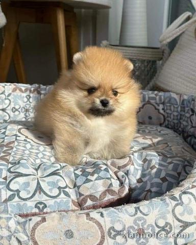 adoption chiot spitz nain lof