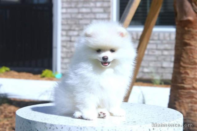 chiot spitz allemand race pure femelle et mâle 