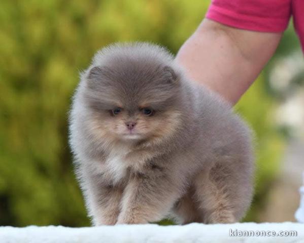 je donne chiot spitz nain Poméranie 