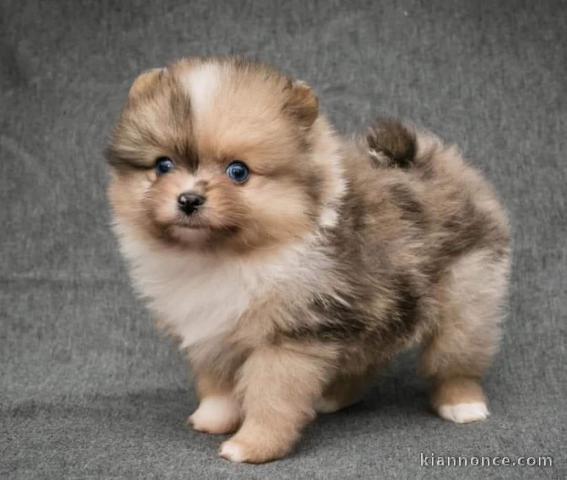 chiot spitz à adopter femelle 