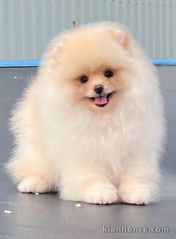 bébé chiot spitz nain disponible 