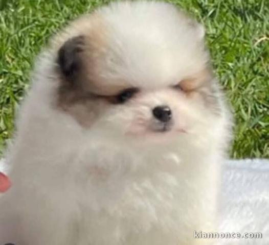 chiot spitz nain disponible 