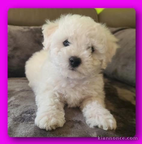 chiot bichon frisé a donner contre bon soin 