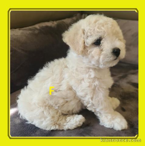 chiot bichon frisé a donner urgent 