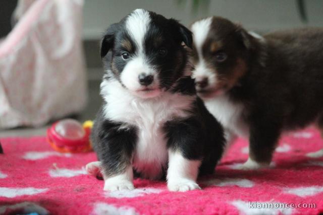 chiot berger australien lof à donner 