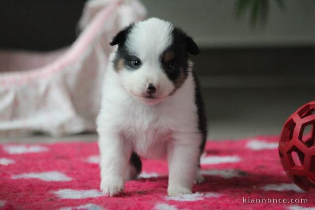 adorable chiot berger australien disponible 