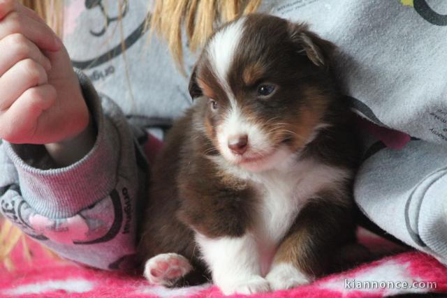 chiot berger australien lof mâle a donner 