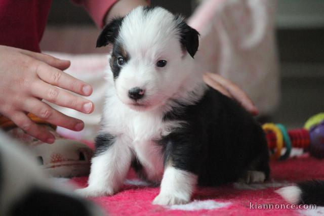 je donne chiot berger australien disponible 