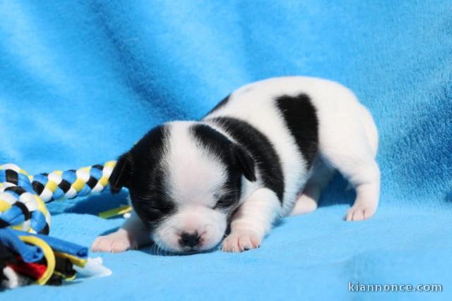 chiot chihuahua femelle et mâle à donner 