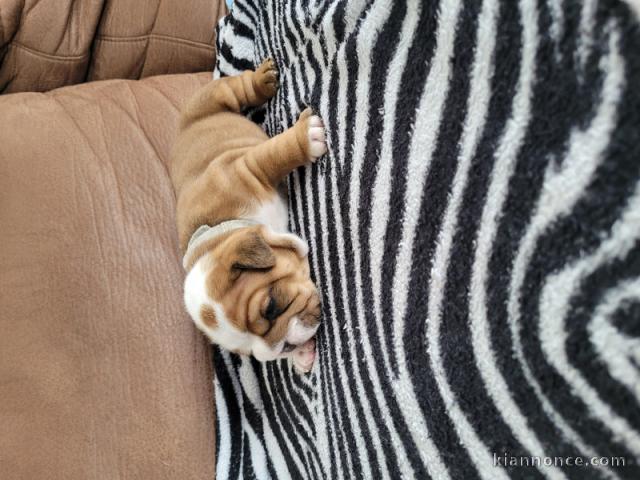 bébé chiot bulldog anglais lof 
