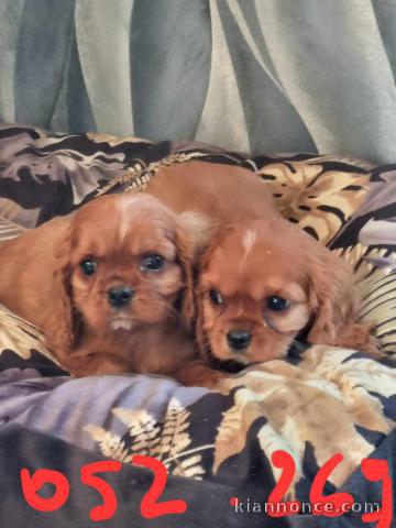 chiot cavalier king charle disponible 