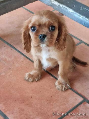 Chiot cavalier king charle à donner 