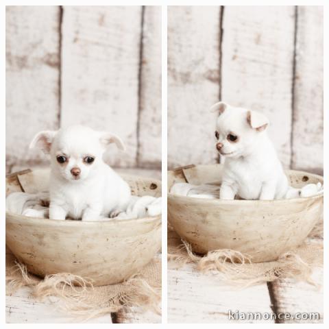 chiot chihuahua disponible 