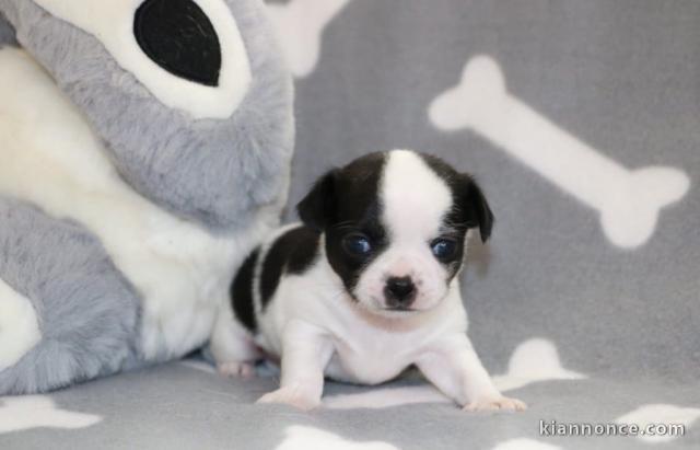 adoption chiot chihuahua 