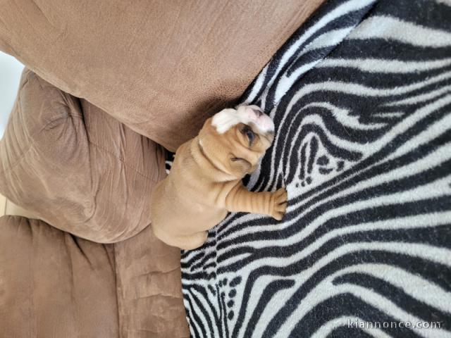 chiot bulldog anglais disponible 