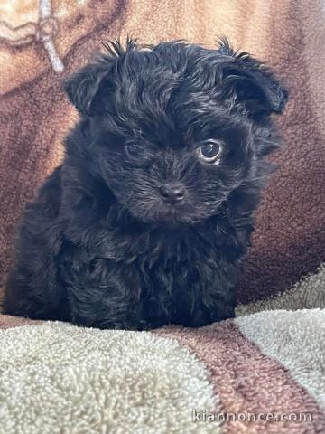 chiot cockapoo pour adoption 