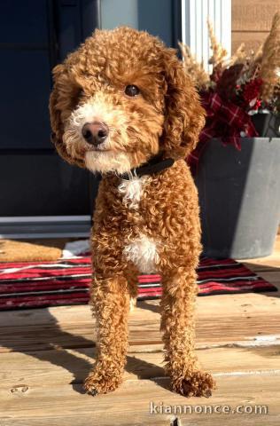 adoption chiot cockapoo disponible femelle 