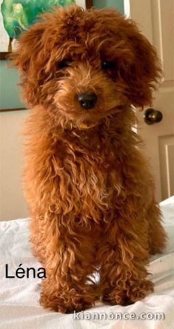 adorable chiot cockapoo pour adoption 