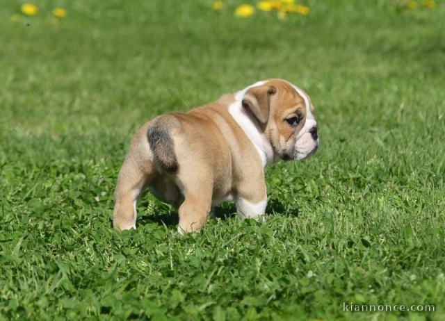 Bulldog anglais lof mâle a donner 