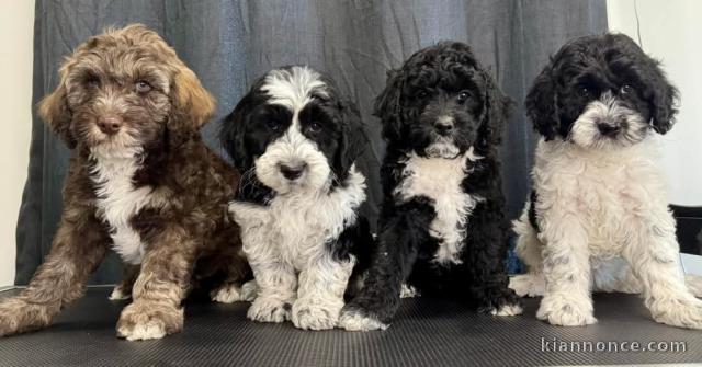 Chiot cockapoo pour adoption 