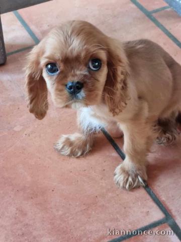 Je donne chiot cavalier king charle 