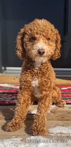 chiot type cockapoo à adopter 
