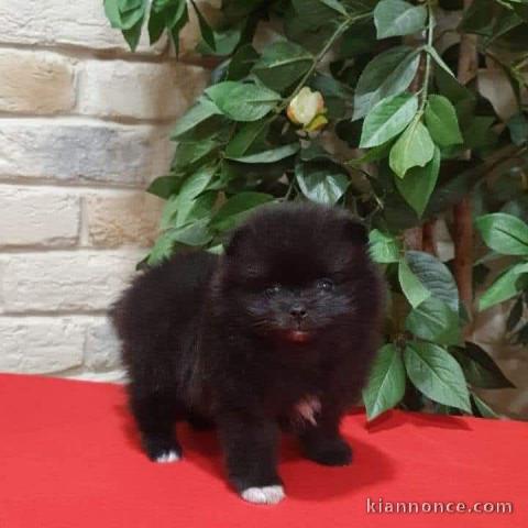 Chiot spitz nain disponible 