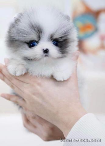 À vendre chiot spitz nain Poméranie 