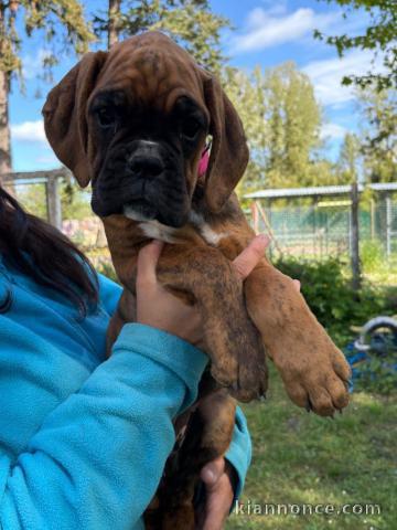 Je donne chiot boxer disponible de suite 