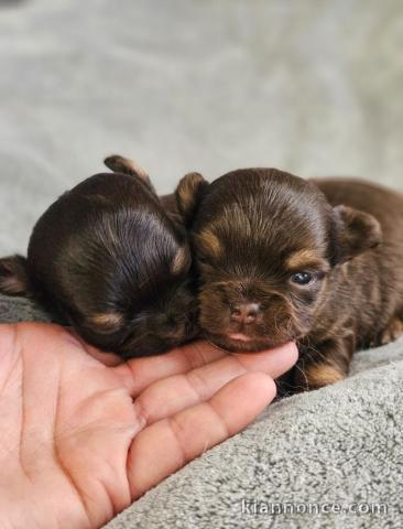Bébé chiot chihuahua a donner urgent 