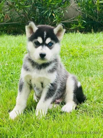 Adoption chiot husky sibérien 
