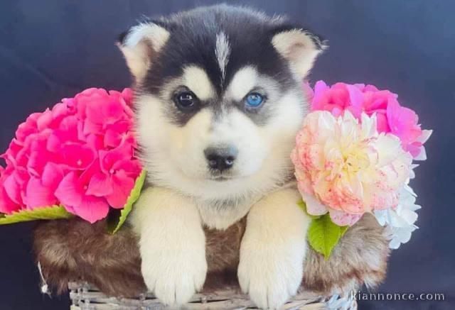 Dons chiot husky sibérien 