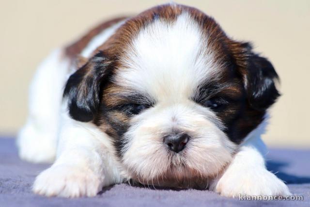 Chiot Shih Tzu femelle adorable à adopter 