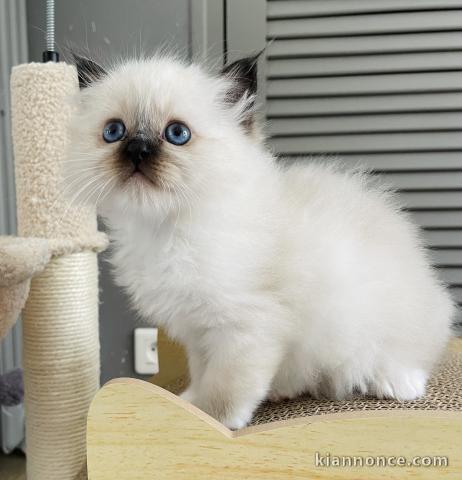 chaton sacré brimanie a donner femelle 